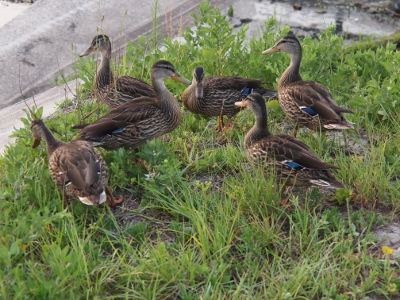 [Six mallards stand in a grouping in the grass. The speculum feather (purple-blue rimmed in white) are visible.]